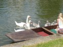 Swans on the River Frome